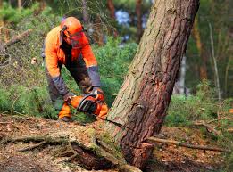 North Fort Myers, FL Tree Services Company