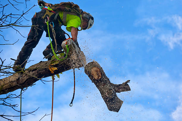 How Our Tree Care Process Works  in  North Fort Myers, FL